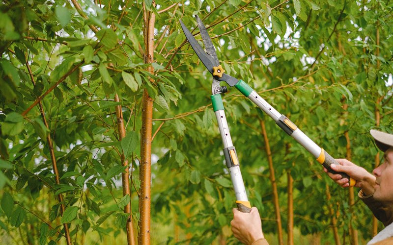 Tree trimming in Sisseton, SD